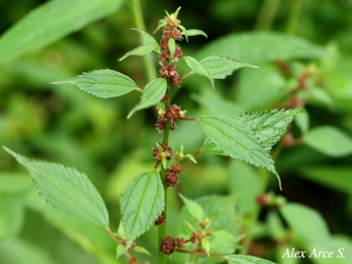 Phenax sonneratii