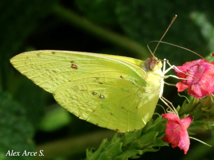 Phoebis sennae marcellina