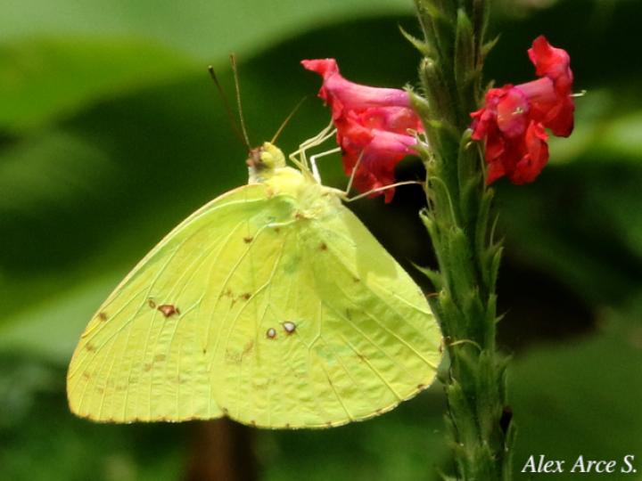 Phoebis sennae marcellina