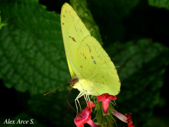 Phoebis sennae marcellina