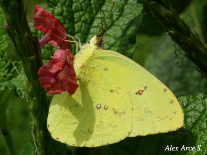 Phoebis sennae marcellina