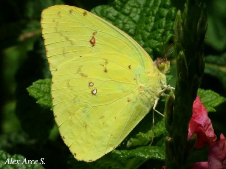 Phoebis sennae marcellina