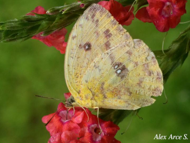 Phoebis sennae marcellina