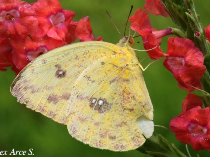 Phoebis sennae marcellina