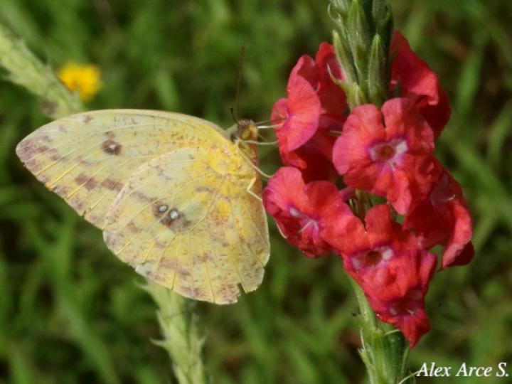 Phoebis sennae marcellina