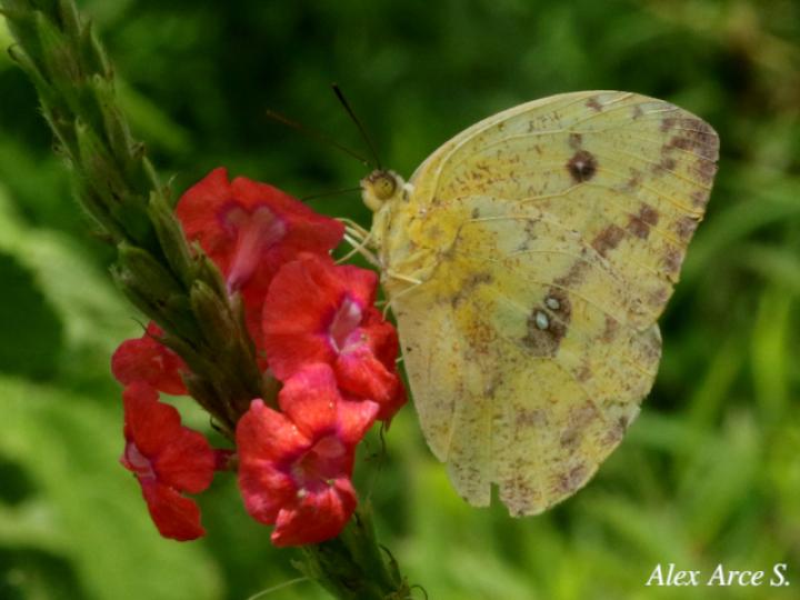 Phoebis sennae marcellina