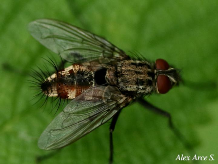 Ptilodexia sp