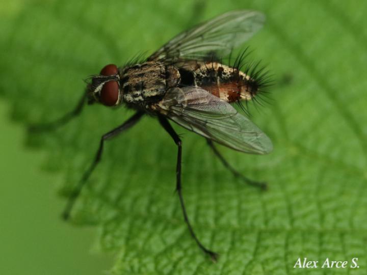 Ptilodexia sp
