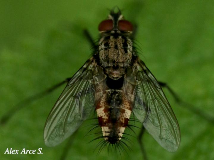 Ptilodexia sp