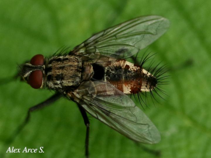 Ptilodexia sp