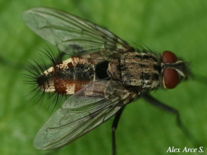 Ptilodexia sp