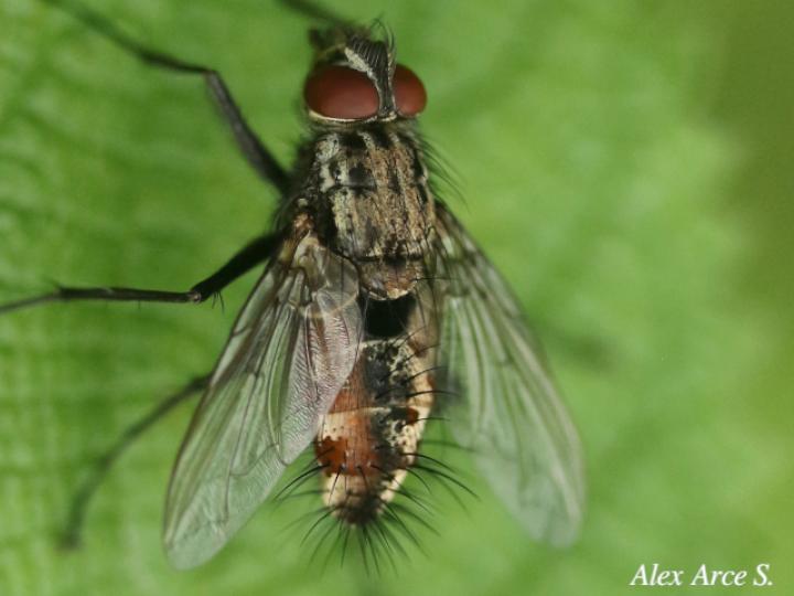 Ptilodexia sp