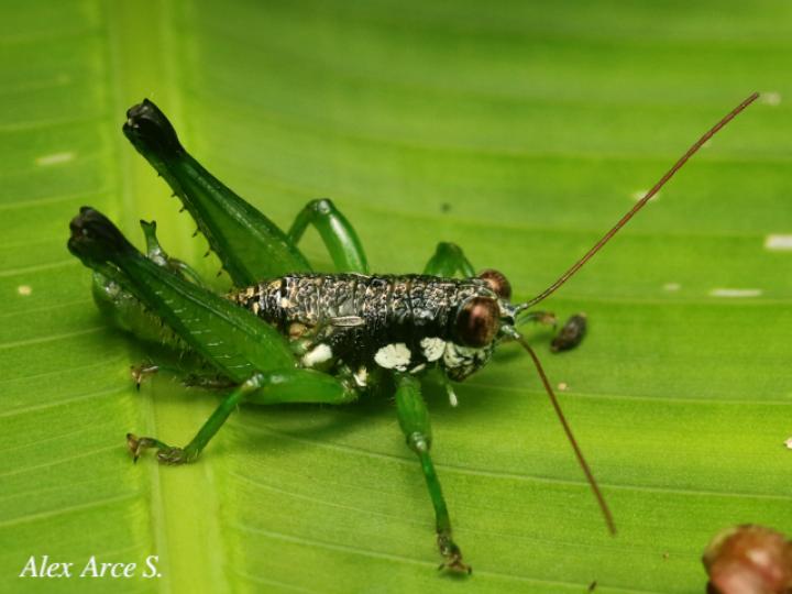 Rhachicreagra anchidiphalara
