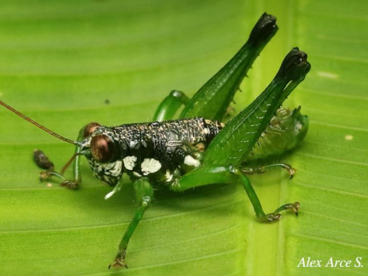 Rhachicreagra anchidiphalara