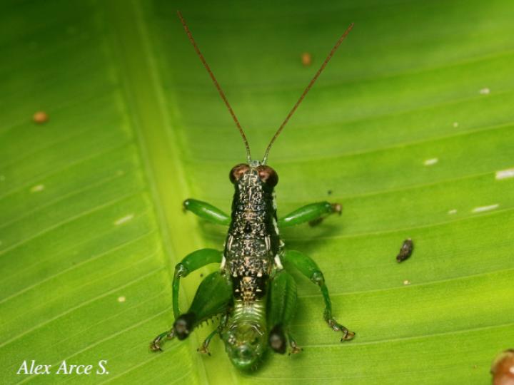 Rhachicreagra anchidiphalara