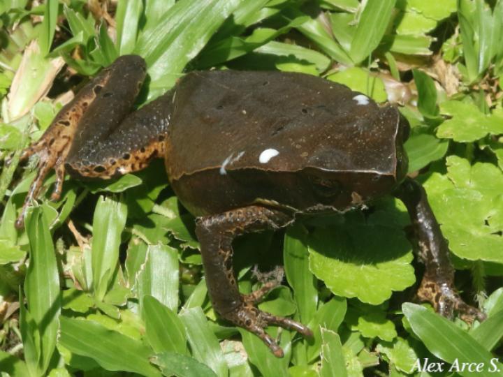 Rhaebo haematiticus