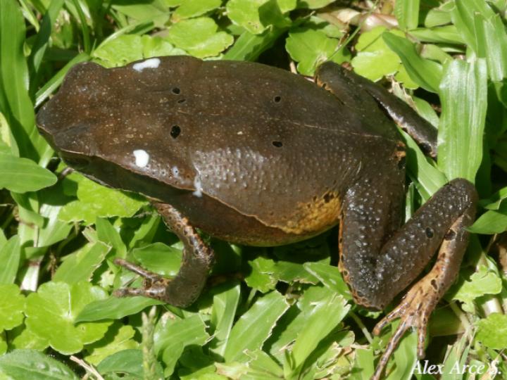 Rhaebo haematiticus