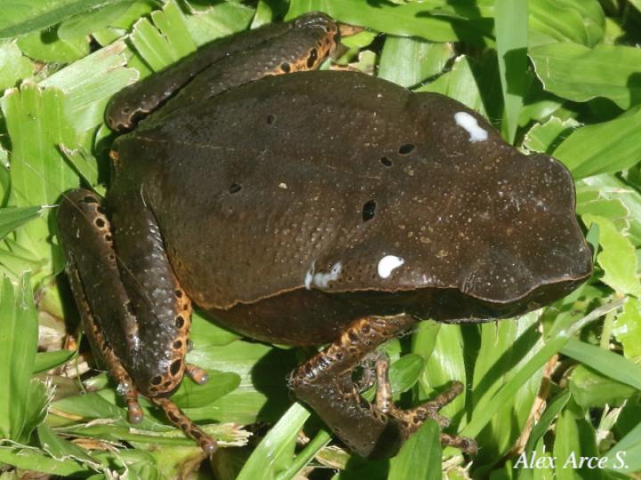 Rhaebo haematiticus