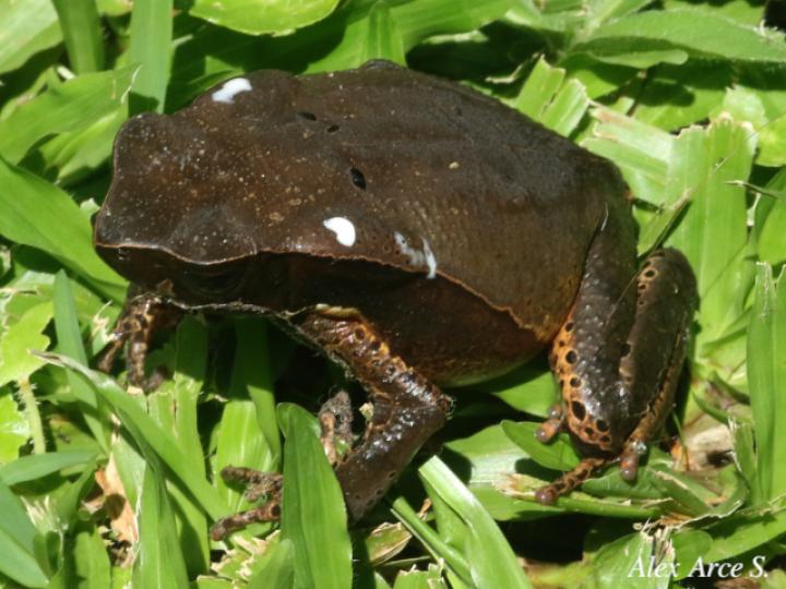Rhaebo haematiticus