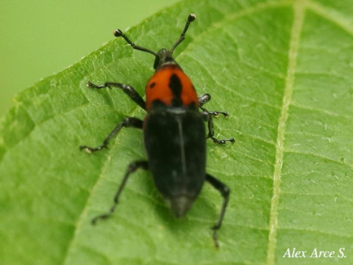 Rhodobaenus auctus