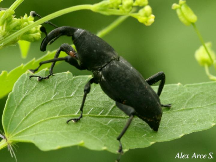 Rhodobaenus cuneatus