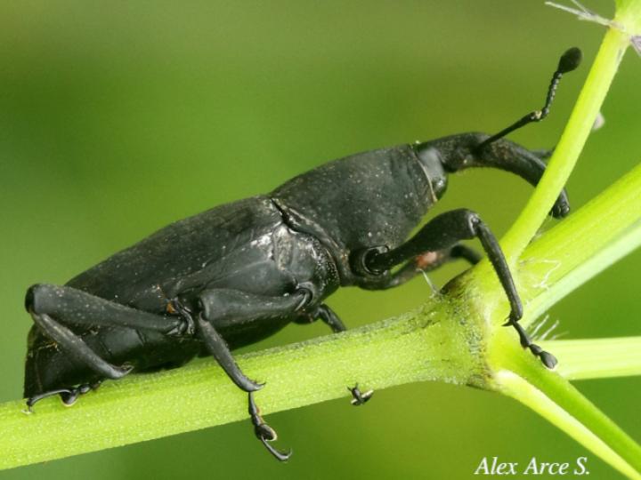 Rhodobaenus cuneatus