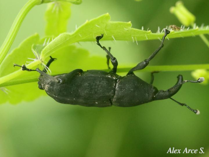 Rhodobaenus cuneatus