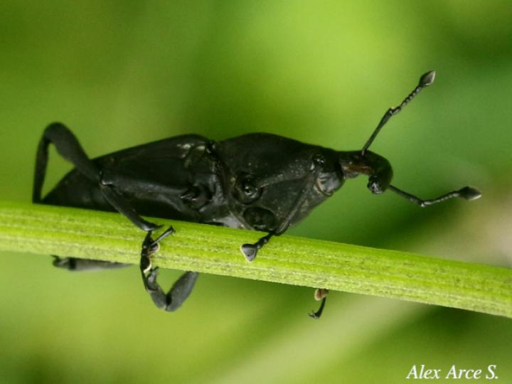 Rhodobaenus cuneatus