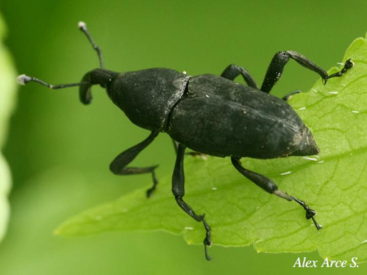 Rhodobaenus cuneatus