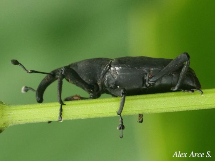 Rhodobaenus cuneatus