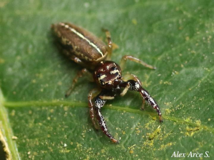 Especie salticidae 08 (Araña saltarina)
