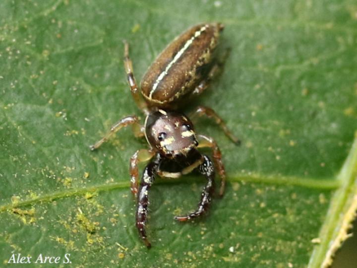 Especie salticidae 08 (Araña saltarina)
