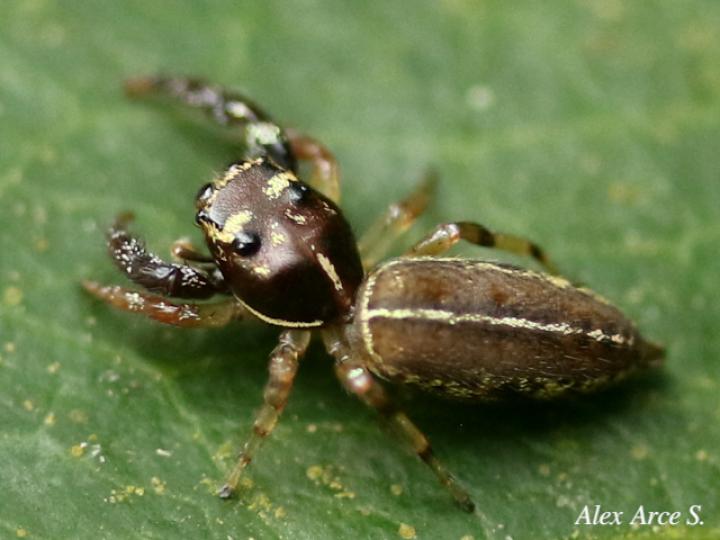 Especie salticidae 08 (Araña saltarina)