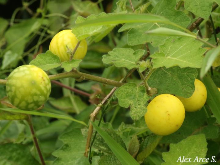 Solanum myriacanthum