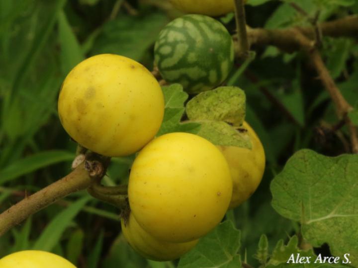 Solanum myriacanthum