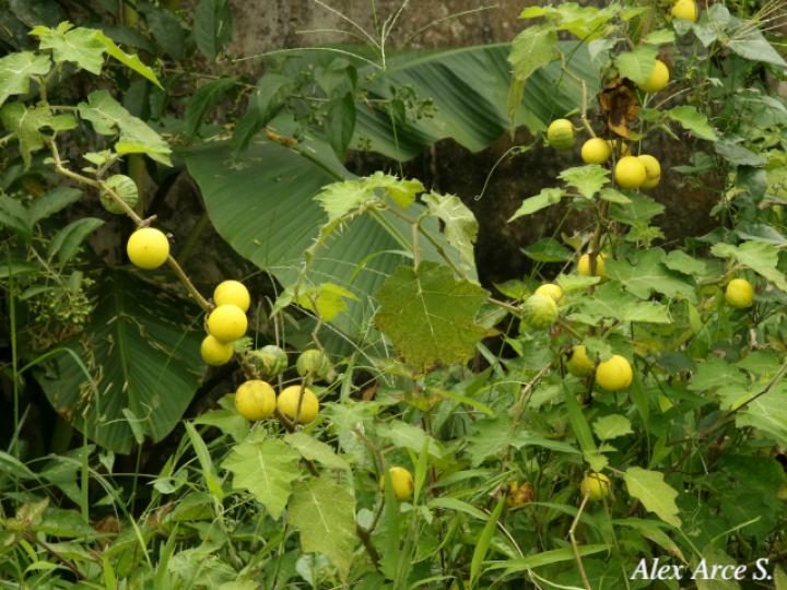 Solanum myriacanthum