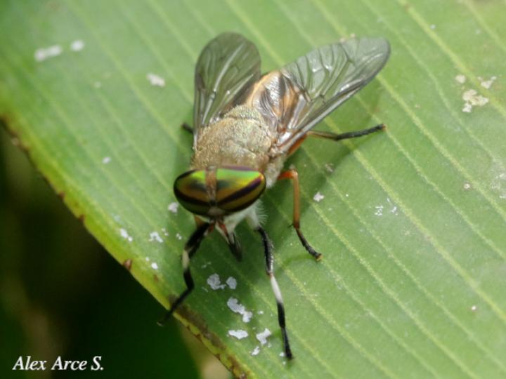 Tabanus subsimilis