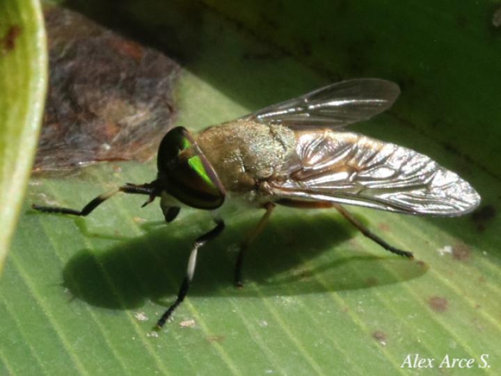 Tabanus subsimilis