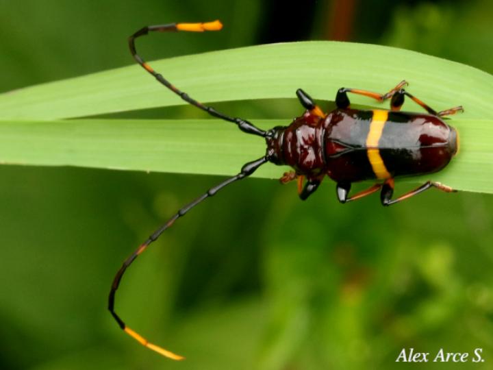 Trachyderes succinctus
