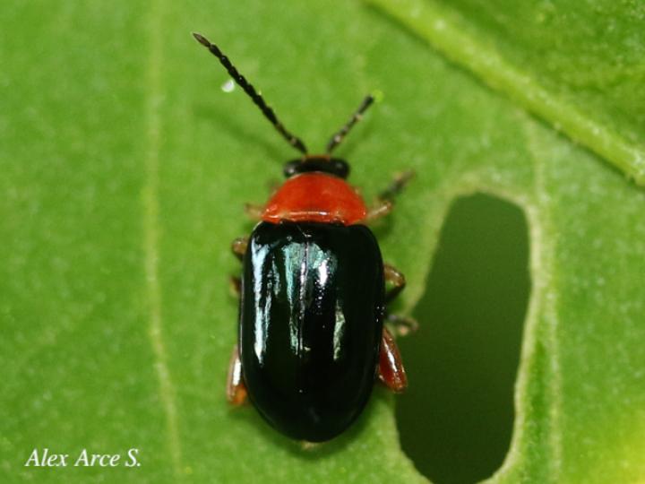 Asphaera abdominalis