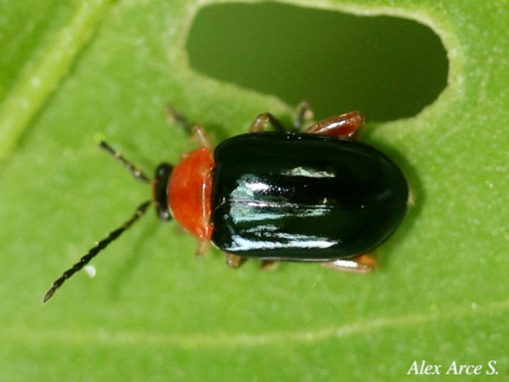 Asphaera abdominalis