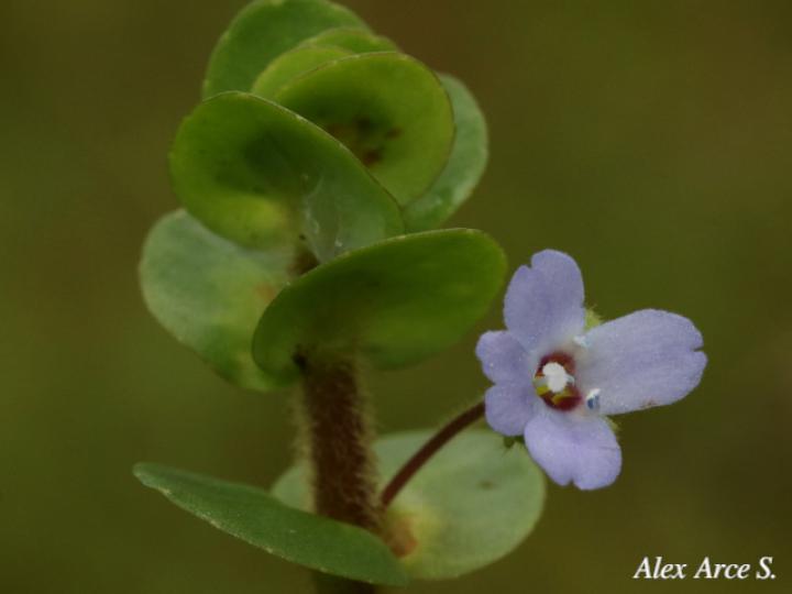 Bacopa salzmannii