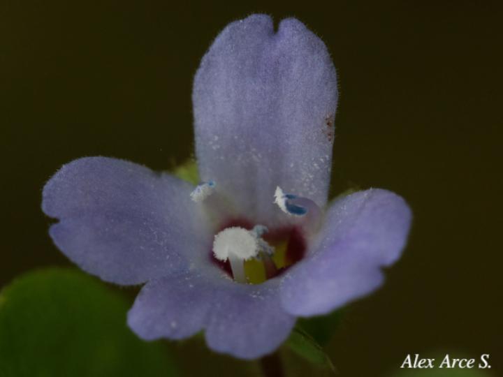 Bacopa salzmannii