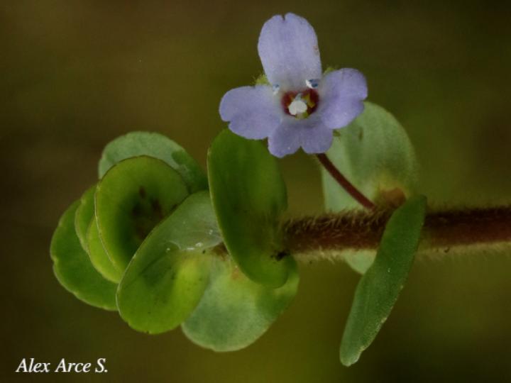 Bacopa salzmannii
