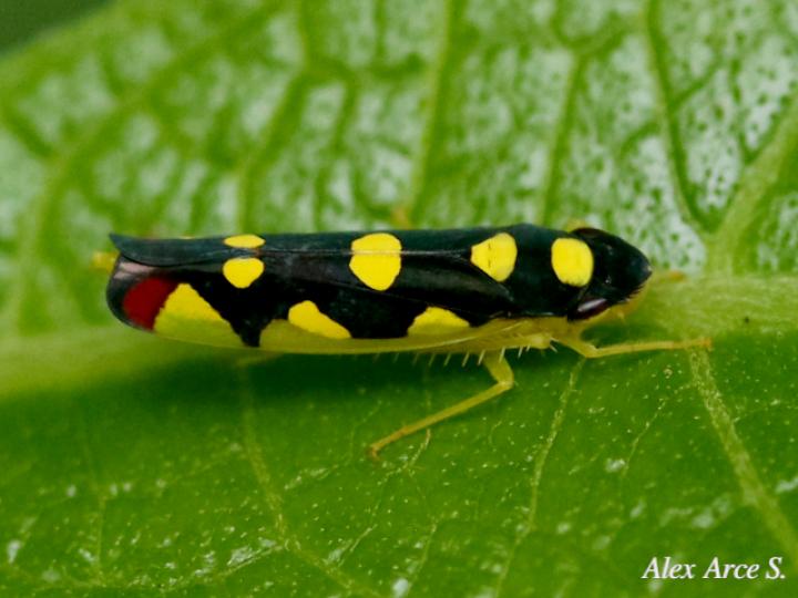 Baleja flavoguttata