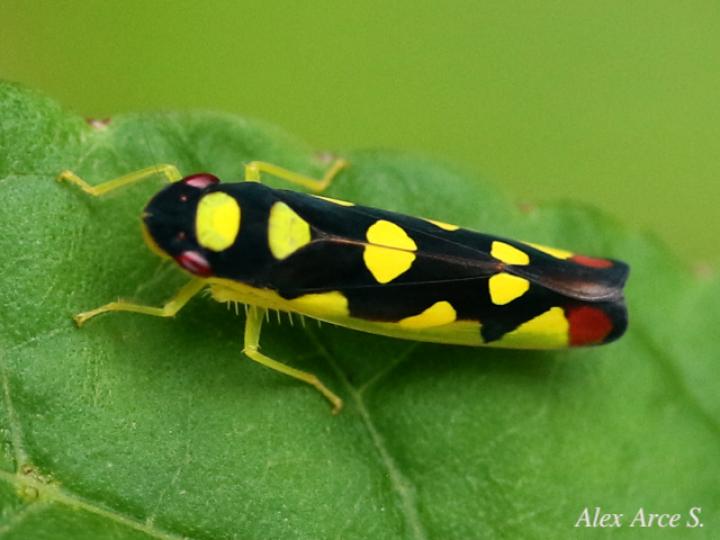 Baleja flavoguttata