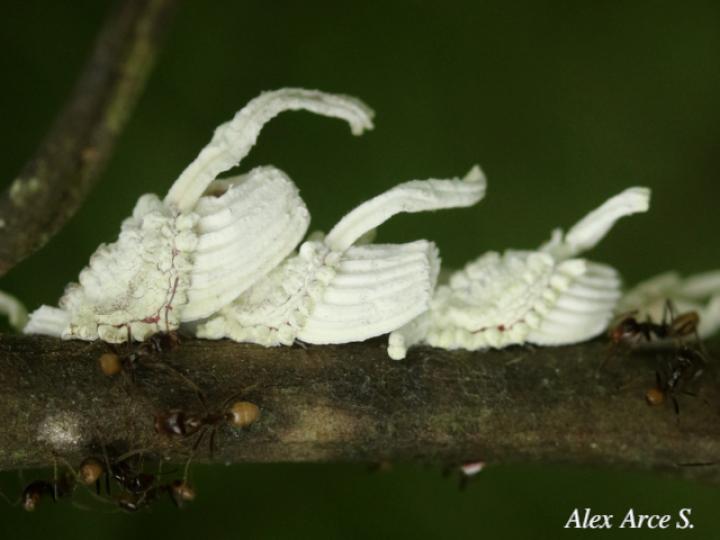 Crypticerya sp