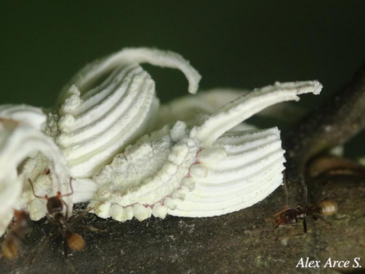 Crypticerya sp