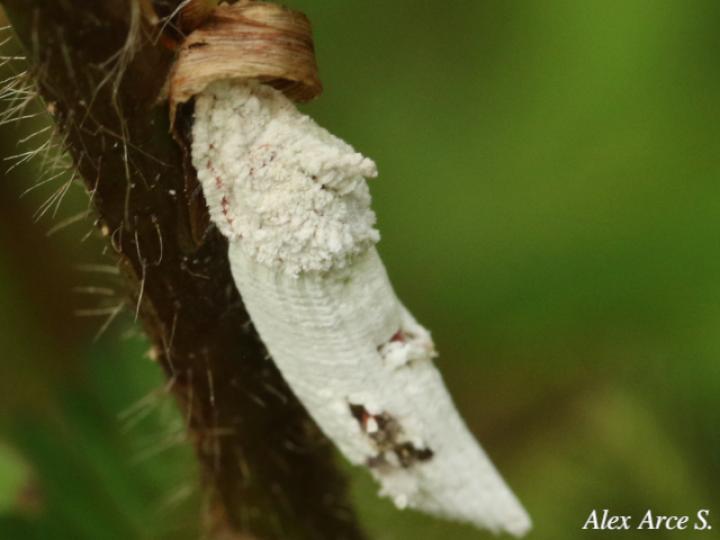 Crypticerya sp
