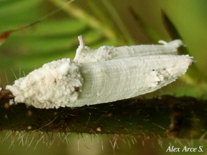 Crypticerya sp